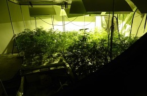 Polizeidirektion Bad Segeberg: POL-SE: Kisdorf  - Sicherstellung einer Cannabisplantage in Kisdorf