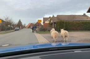 Polizeiinspektion Nienburg / Schaumburg: POL-NI: Schafe eingefangen