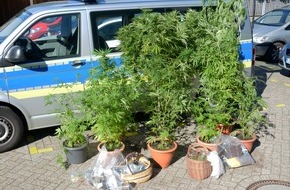 Polizeiinspektion Wilhelmshaven/Friesland: POL-WHV: Durchsuchungsmaßnahmen in Schortens - Polizei Jever beschlagnahmt u.a. diverse Marihuanapflanzen
