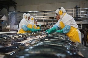 Marine Stewardship Council (MSC): Europas Regierungen setzen die Gesundheit der Schwarmfischbestände im Nordostatlantik aufs Spiel - der Markt zieht Konsequenzen und orientiert sich nach Übersee / Politische Verhandlungen gehen weiter