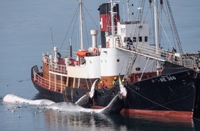Whale & Dolphin Conservation gGmbH: Gerichtsprozesse in Island entfachen neue Debatte &uuml;ber den Walfang