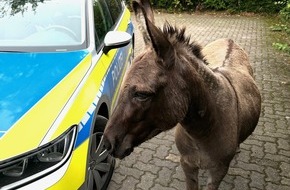 Polizeiinspektion Hildesheim: POL-HI: Esel auf Abwegen - tierischer Einsatz in Sarstedt