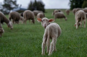 VIER PFOTEN - Stiftung für Tierschutz: Nouveau rapport: des millions d’agneaux sont toujours mutilés pour la production de laine australienne
