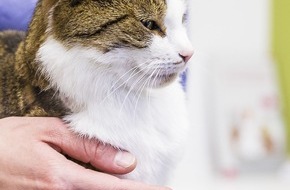 Gesellschaft Schweizer Tierärztinnen und Tierärzte (GST): Medienmitteilung: Tierärztinnen und Tierärzte helfen Tieren bei der Knallerei am  1. August