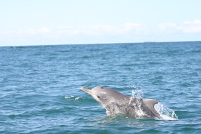 Südafrika: Bleifarbene Delfine sollen nicht länger in Hainetzen sterben