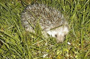 VIER PFOTEN - Stiftung für Tierschutz: Igel aus Winterschlaf erwacht / VIER PFOTEN gibt Tipps zum Umgang mit den stacheligen Wildtieren (BILD)