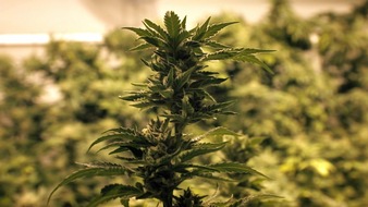 ZDF: Cannabis-Legalisierung: "ZDFzoom" beleuchtet den "Zoff ums Kiffen" am Dienstag nach dem Champions-League-Rückspiel (FOTO)