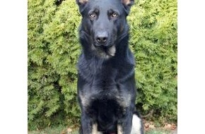 Polizei Rhein-Erft-Kreis: POL-REK: Hundezubehör gestohlen - Bergheim