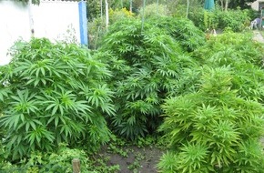 Polizeiinspektion Cuxhaven: POL-CUX: Polizei erntet Drogenplantage (Fotoanlage)