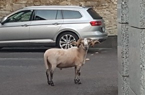 Polizeiinspektion Nienburg / Schaumburg: POL-NI: Tierische Einsätze für die Polizei