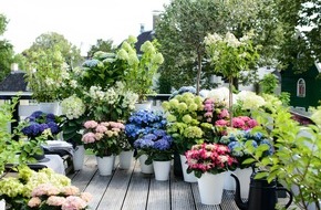 Blumenbüro: Die Gartenhortensie in all ihrer Vielfalt / Auf Balkon, im Beet oder als Bodendecker