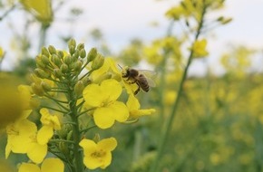 Deutscher Berufs- und Erwerbsimkerbund e.V.: Bleiben Bayerns Bienen gentechnikfrei, Herr Söder?