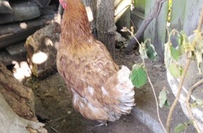 Polizei Essen: POL-E: Mülheim an der Ruhr: Huhn von der Beschleunigungsspur gerettet- Foto- Anrufer meldeten Hühner auf der Styrumer Autobahnauffahrt