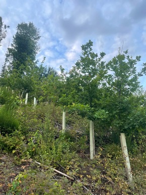 BAUHAUS Kunden erleben erfolgreichen Waldschutz hautnah