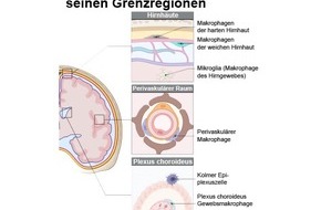 Albert-Ludwigs-Universität Freiburg: Neue Landkarte des Immunsystems an Grenzregionen des Gehirns erstellt