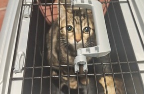Polizeidirektion Itzehoe: POL-IZ: 260804.1 Brunsb&uuml;ttel: Jungkatze neben Transportbox aufgefunden