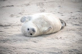 Tourismus-Agentur Schleswig-Holstein GmbH: Tierisch wild in Schleswig-Holstein: Kegelrobben, Nandus und Vogelparadiese an Nord- und Ostsee