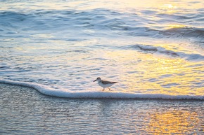 Zwischen Meer und Mangroven: Die Tierwelt der Bradenton Gulf Islands