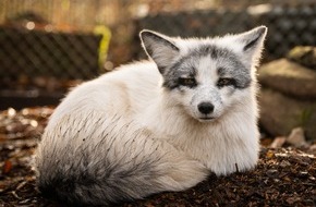 VIER PFOTEN - Stiftung für Tierschutz: VIER PFOTEN bringt gerettete Pelztiere in der TIERART Wildtierstation unter