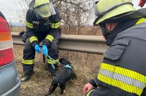 Feuerwehr Mainz: FW Mainz: Einsatz auf der A60: Welpe verursacht Verkehrsunfall
