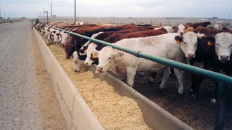 Schweizer Tierschutz STS: Importiertes Dopingfleisch / Der Import von Hormonrindfleisch ist in den vergangenen Jahren massiv angestiegen