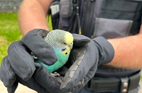 Polizeidirektion Pirmasens: POL-PDPS: Wellensittich im Stadtgebiet aufgefunden