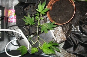 Polizeidirektion Hannover: POL-H: Marihuana "auf Rädern"
