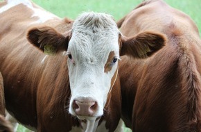 yellow house GmbH: Siliermittel in der Milchwirtschaft: So sparen Landwirte Futterkosten