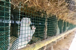VIER PFOTEN - Stiftung für Tierschutz: Finnland lässt 120‘000 Tiere wegen des jüngsten Vogelgrippe-Ausbruchs töten