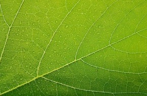 Baumpflege Kasper GmbH: Vegetationsperiode: Schnittzeitpunkt für Bäume
