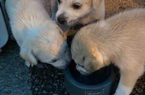 Polizeidirektion Neustadt/Weinstra&szlig;e: POL-PDNW: Illegaler Hundetransport und Fahren ohne Versicherung