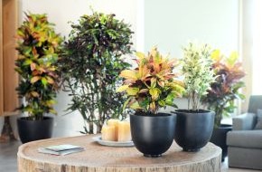 Blumenbüro: Kroton ist Zimmerpflanze des Monats April / Kaleidoskop im Topf: Der farbenfrohe Wunderstrauch (BILD)