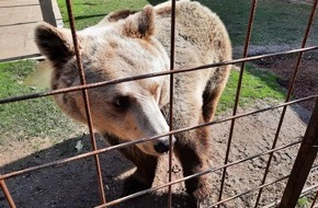 VIER PFOTEN - Stiftung für Tierschutz: Iva verbrachte ihr ganzes Leben in einem für einen Bären unangemessenen Gehege