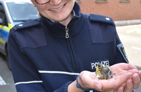 Polizei Paderborn: POL-PB: Jungvogel auf der Straße gefunden