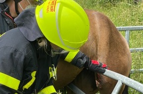 Feuerwehr Frankfurt am Main: FW-F: Feuerwehr befreit Pferd aus misslicher Lage