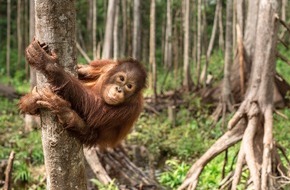 BOS Deutschland e. V.: Welt-Orang-Utan-Tag