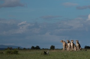 Nat Geo Wild: Im Reich der Räuber: National Geographic WILD präsentiert neue Doku-Serie "Clans der Raubtiere" ab 27. August