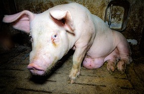 ANINOVA: Aufgedeckt: "Tierwohl-" und Vorzeige-Mäster quält Schweine - ANINOVA erstattet Strafanzeige