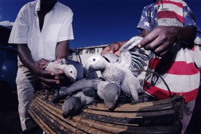 Liked to death: Wie soziale Medien den illegalen Wildtierhandel befeuern