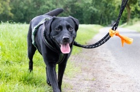 Bundesverband für Tiergesundheit e.V.: Wurmbefall bei Hunden: Die Parasiten laufen mit