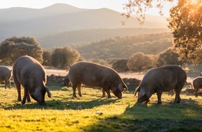 Lidl: Jetzt geht es um die Wurst: Lidl in Deutschland stellt gekühlte Wurstwaren der Eigenmarke "Metzgerfrisch" auf mindestens Haltungsform 3 um