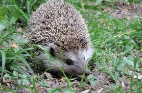 VIER PFOTEN - Stiftung für Tierschutz: Rasenroboter sind eine Gefahr für Wild- und Haustiere