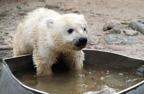 rbb - Rundfunk Berlin-Brandenburg: rbb mit "Knut, das Eisbärbaby" unter den Gewinnern bei den obs-Awards 2007