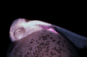 Universit&auml;t Konstanz: Von der R&uuml;ckenflosse zur menschlichen Hand, PI Nr. 20/2026