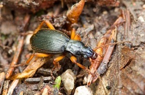 Heinz Sielmann Stiftung: PM Explosiver Fund: Extrem seltener Bombardierkäfer an ungewöhnlichem Standort in Niederbayern nachgewiesen