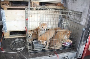 Polizeidirektion Kaiserslautern: POL-PDKL: Mangelhafter Tiertransport beanstandet