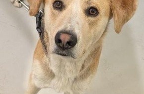 Bundespolizeidirektion Sankt Augustin: BPOL NRW: Hund alleine in Essen unterwegs - Bundespolizei nimmt Vierbeiner im Essener Hauptbahnhof vor&uuml;bergehend in Obhut