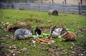 VIER PFOTEN - Stiftung für Tierschutz: Le lapin: un animal adorable mais exigeant