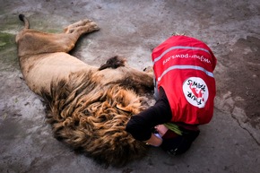 Fünf Löwen entkommen illegalem Inzucht-Zoo in Bulgarien