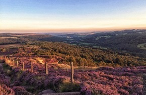Sheffield - The Outdoor City: Wenn die Hügel lila blühen: Heidesaison in der Outdoor City Sheffield
